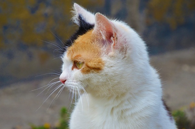 貓咪尿量少但次數(shù)多，難道是貓下泌尿綜合癥在作祟？